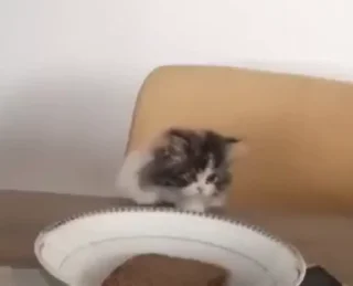 🐈‍⬛