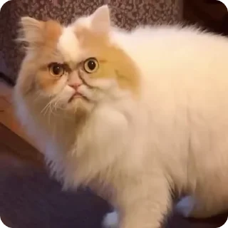 😡