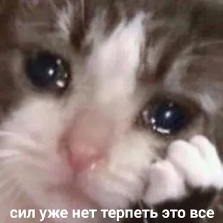 😿