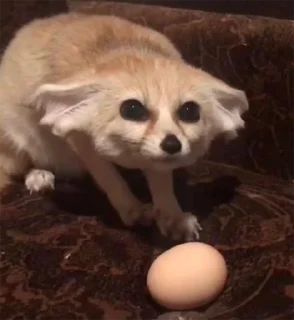 🥚