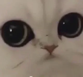 😺