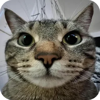 🤓