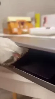 👨‍💻