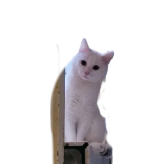 😇