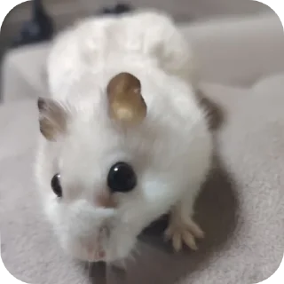 🐱