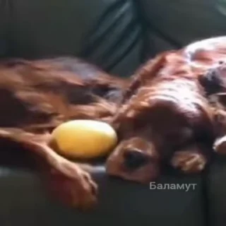😴