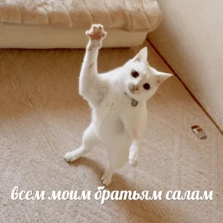 ✋