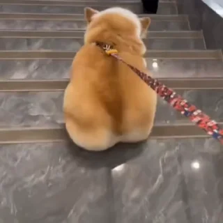 🐕