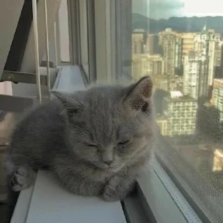 😪
