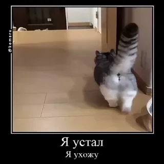 🫡