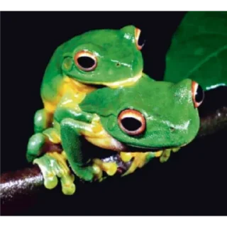 Frog @stickersb2b