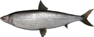 🎣