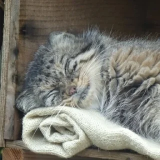 😴