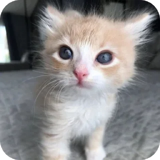 🐱