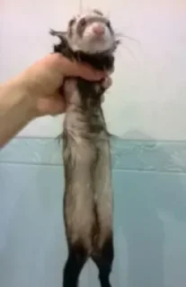 🤩