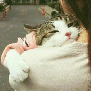 🐈