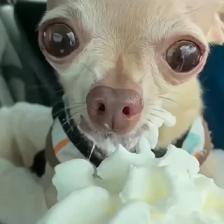 🐶