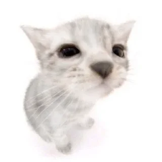 🐱