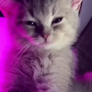 🐾