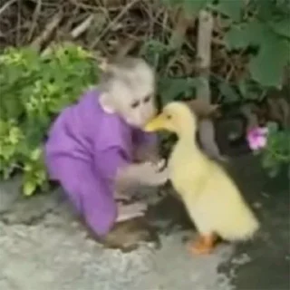 🦆