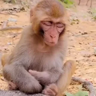 🐵