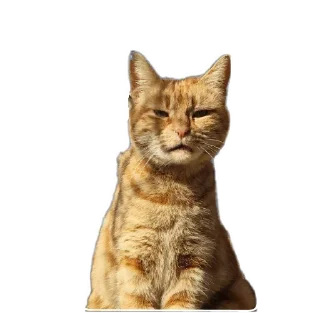 🐱