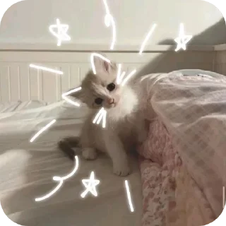 🐱