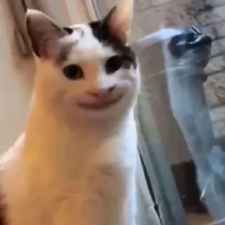 😺