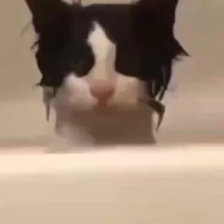 🫤