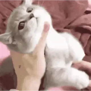 🐈