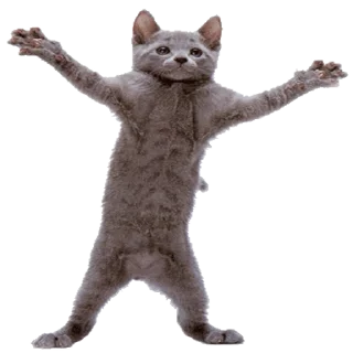 😹