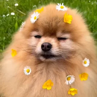 🤩