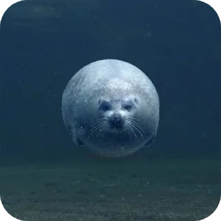 🌊