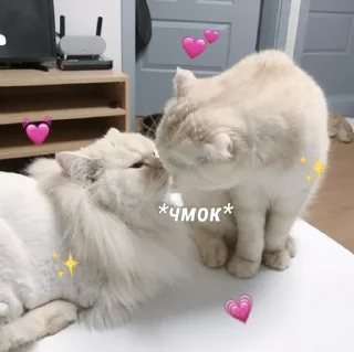 🤍