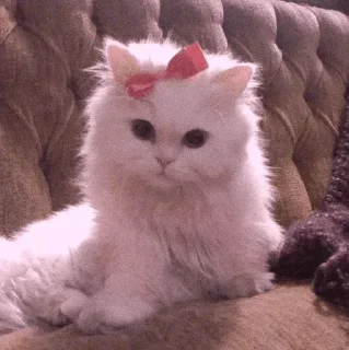 🐾