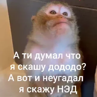 🤩