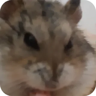 🐱