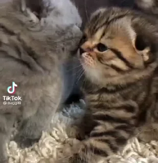 🌟