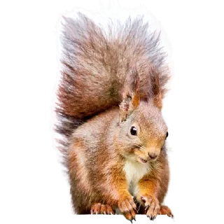 🐿️