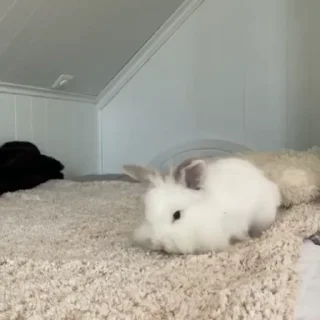 🥛