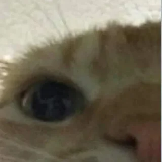🐈