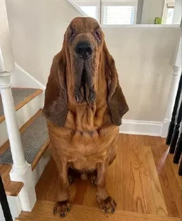 🌟