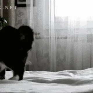 🐱