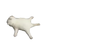 🐈