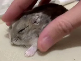 🐭