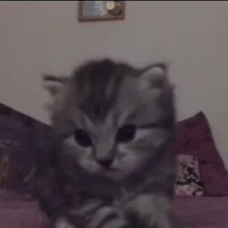 🐱
