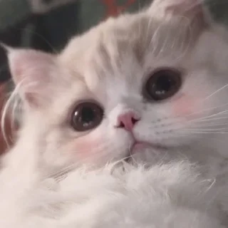 🥺