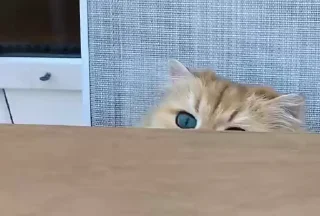 🙈