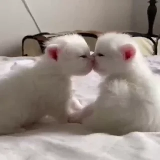 🐱