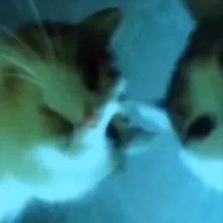 😾